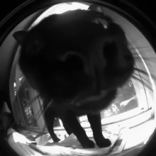🐈‍⬛️
