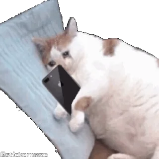 🌟