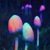 Shrooms by @dminthepool