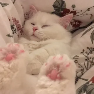 🐈