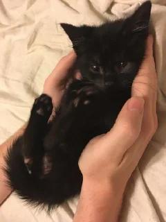 🥺
