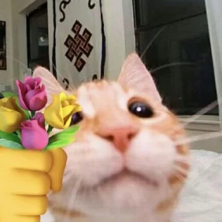 😸