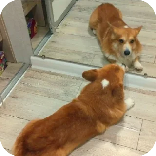 🐶