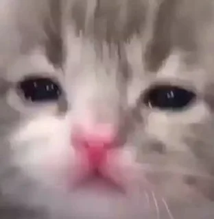 🤍