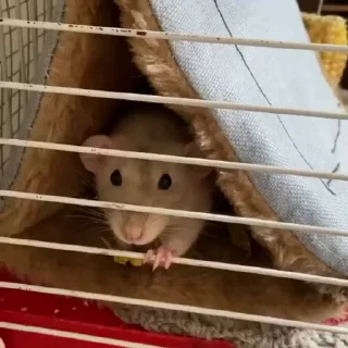 🌟
