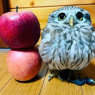 🍎