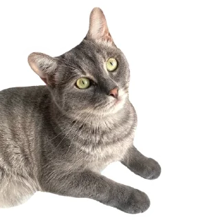 😽