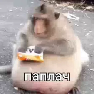 🌟