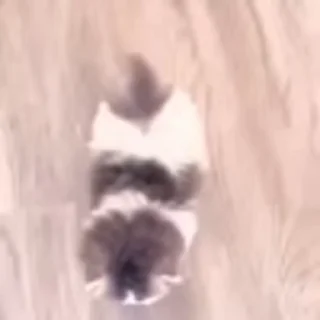 🐈‍⬛