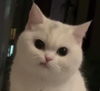 😺