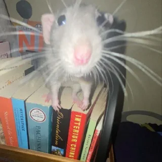 👀