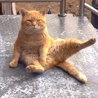 🙋‍♂️