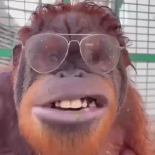 Обезьяны/Monkeys