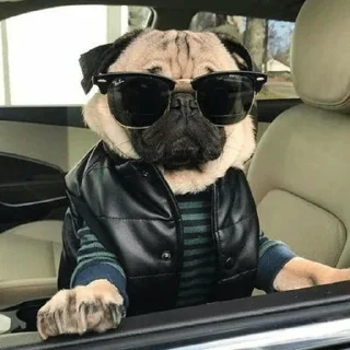 🐶