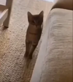 💃