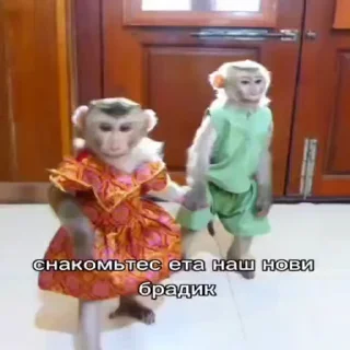 🐵