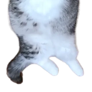 😺
