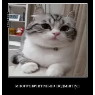 🐱