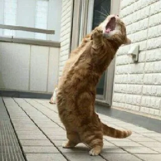 🐈