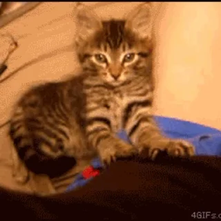 🐱