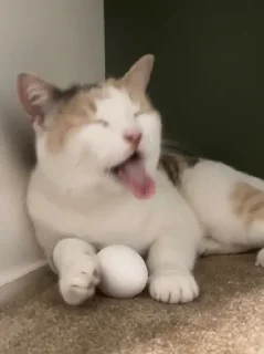 🥚