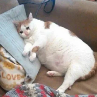😿
