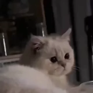 🐈‍⬛