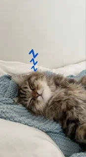 💤