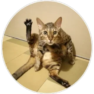 🐈