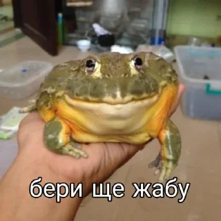 🐸