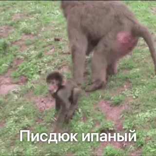 😾