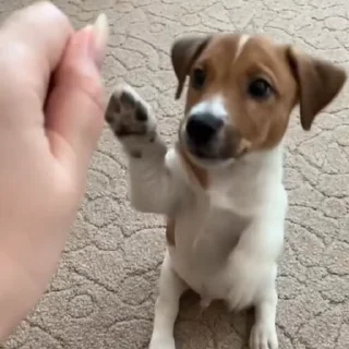 🐕