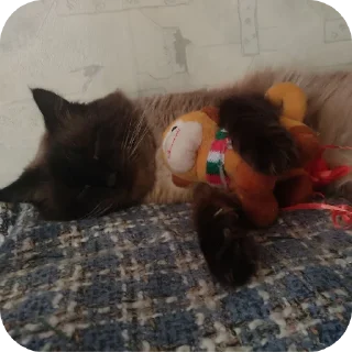 😴