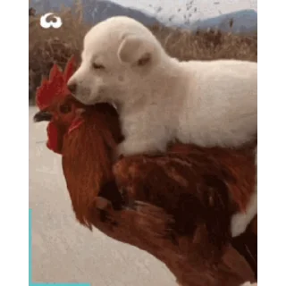 🐔