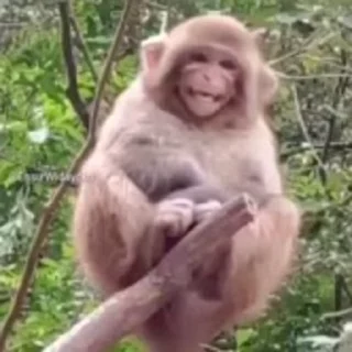 🐵