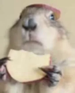 🍽