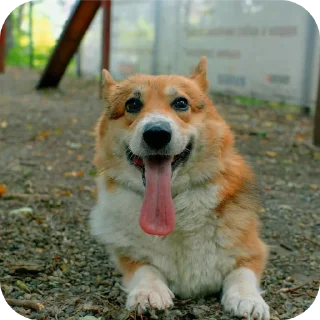 🐶