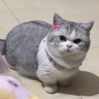 🐱