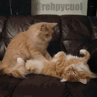 😻