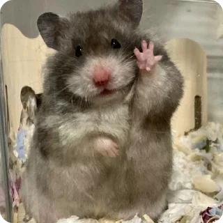 👋