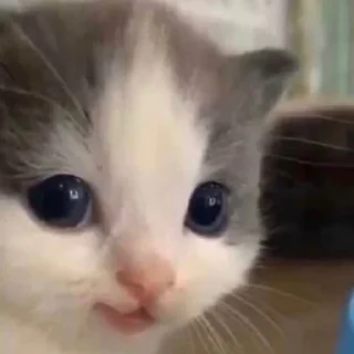 🐈