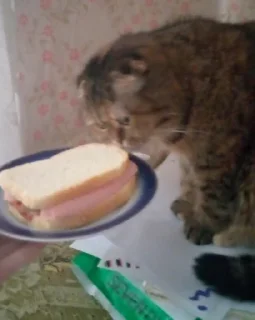 🥪
