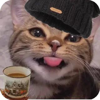 🐱