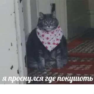 😺