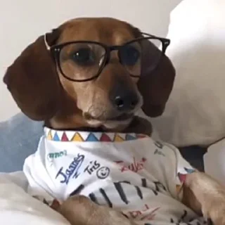 🐶
