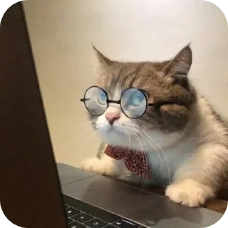 🐱