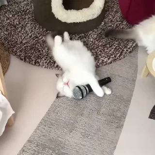 🐈‍⬛️