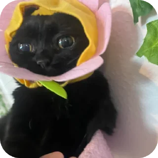 🐱