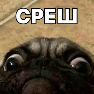 💩