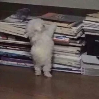 📚